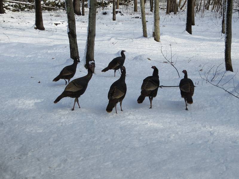[ Wild Turkeys came to visit ]